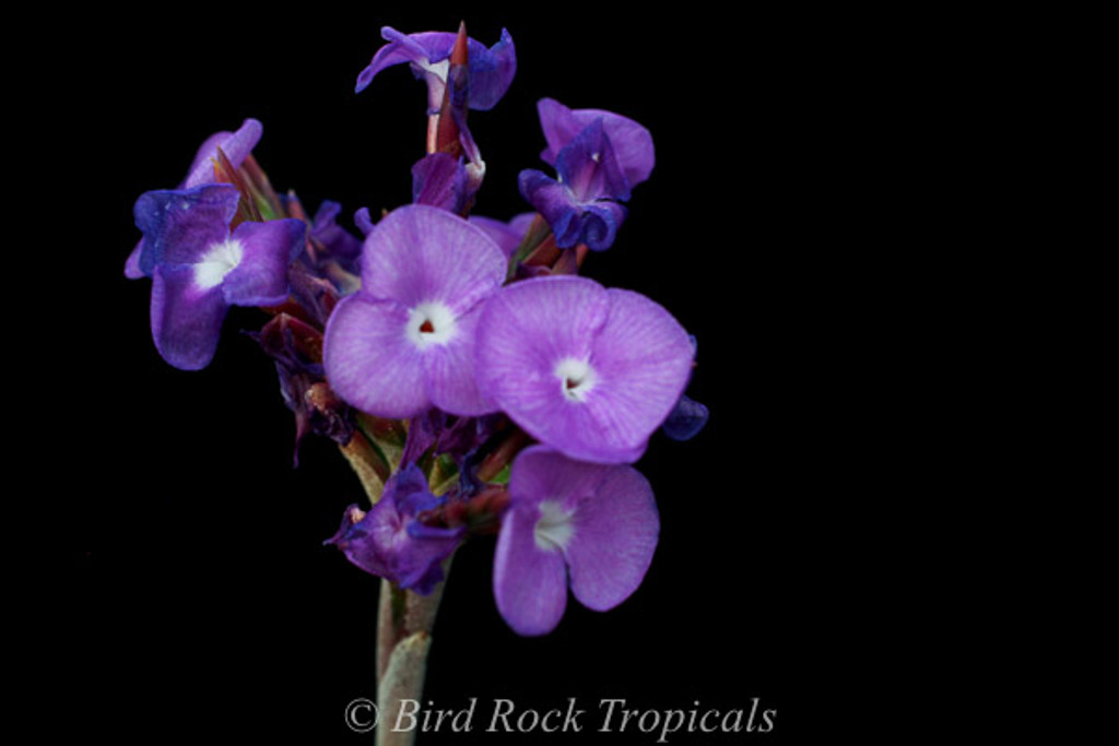 Tillandsia streptocarpa 'Orchid'