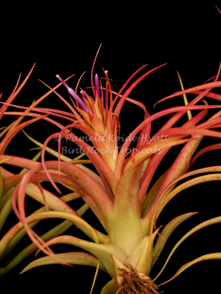 Tillandsia Peachy Keen - (T. concolor x T. capitata 'Mexico Peach')