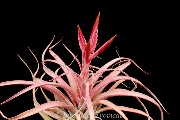 ブロメリア・エアープランツ Tillandsia concolor MB x chiapensis MB J Tillandsia chiapensis x concolor 