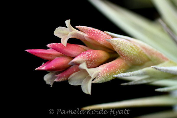 Tillandsia Mini Star - (T. neglecta x ixioides) - Bird Rock Tropicals