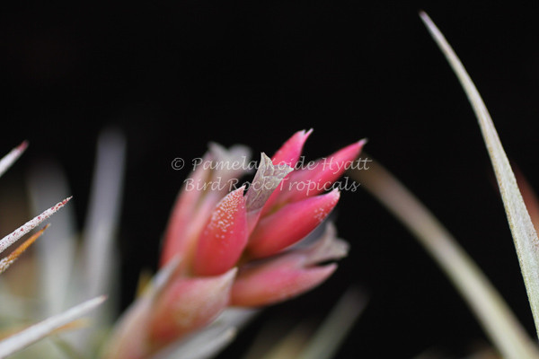 Tillandsia Mini Star - (T. neglecta x ixioides) - Bird Rock Tropicals