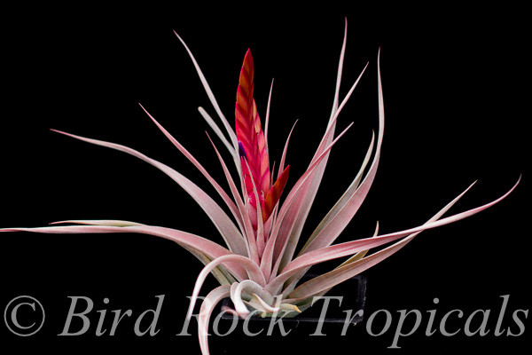 ブロメリア・エアープランツ Tillandsia concolor MB x chiapensis MB J Tillandsia chiapensis x concolor - Bird Rock Tropicals