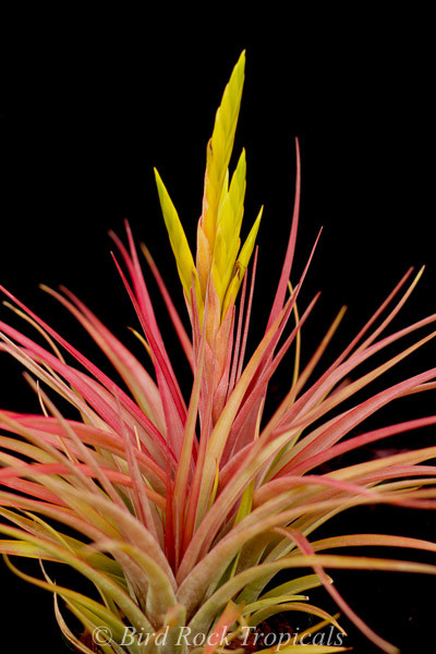 Tillandsia Aztec Fire - (T. schatzlii x kuzmae) - Bird Rock Tropicals