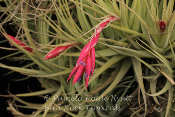 チランジア Andrean Jewel Tillandsia Andean Jewel - (T. aeranthos x cacticola 'Splendid