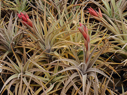 Tillandsia Chameleon- (T. neglecta x ixioides) - Bird Rock Tropicals