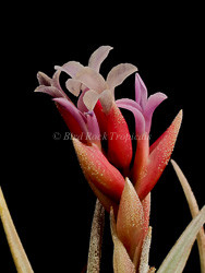 Tillandsia Chameleon- (T. neglecta x ixioides) - Bird Rock Tropicals