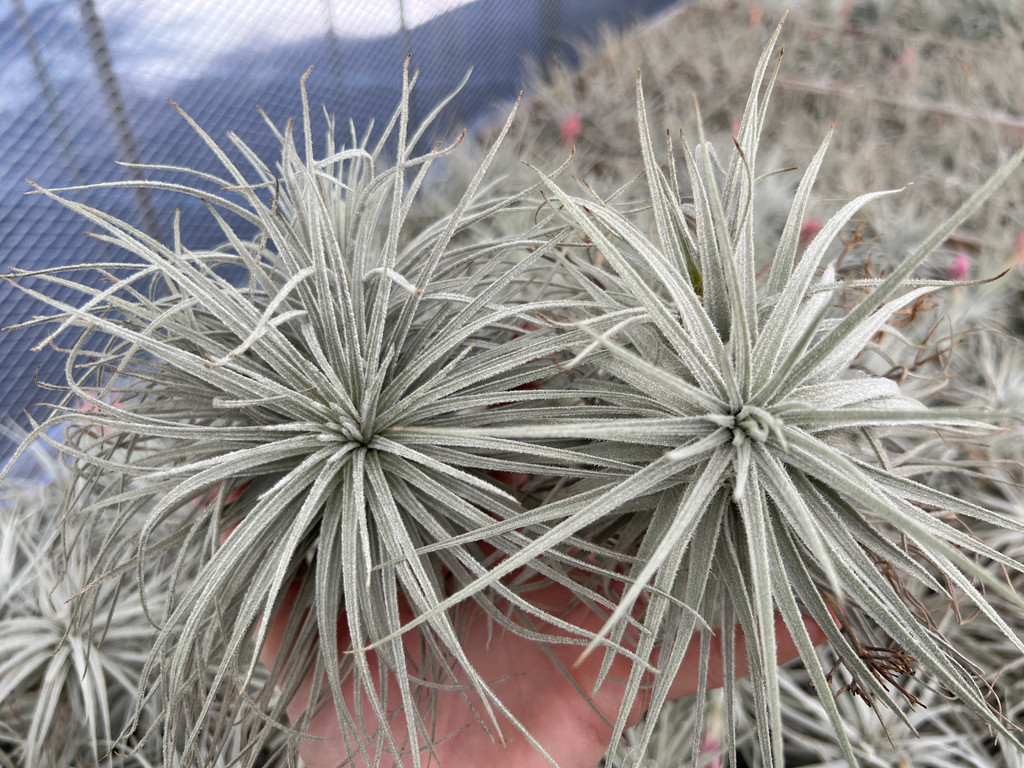 Tillandsia Coral Star -  (T. mauryana x tectorum)