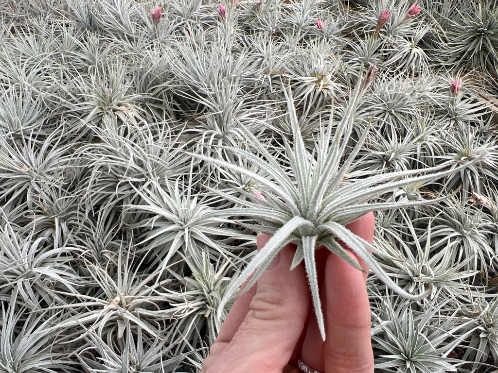 Tillandsia Coral Star -  (T. mauryana x tectorum)