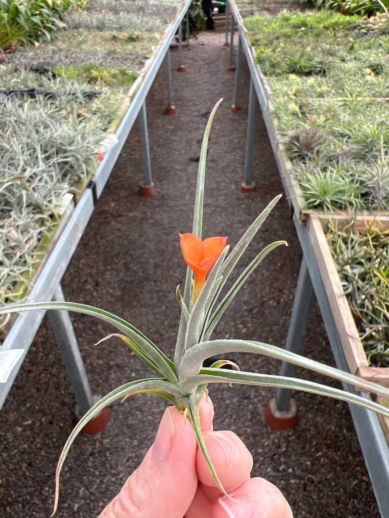 Tillandsia Mystic Flame 'Orange' (T. albertiana x ixioides)