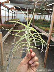 Tillandsia jequiensis - Bird Rock Tropicals