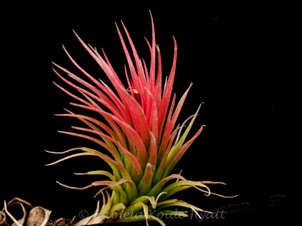 Tillandsia Paul T. - (T. funckiana x ionantha)