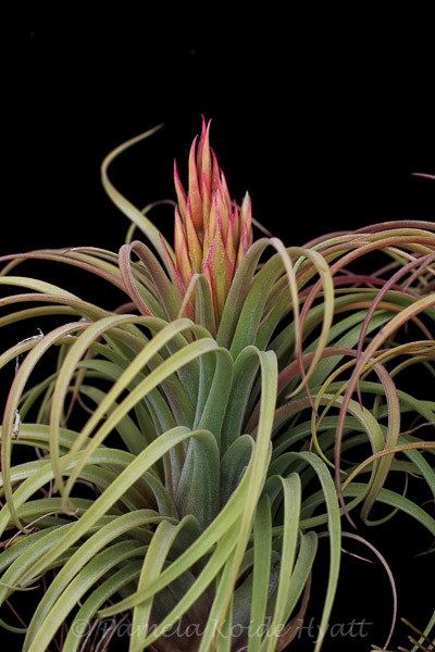 Tillandsia Pink Delight - (T. achyrostachys x carlsoniae) - Bird