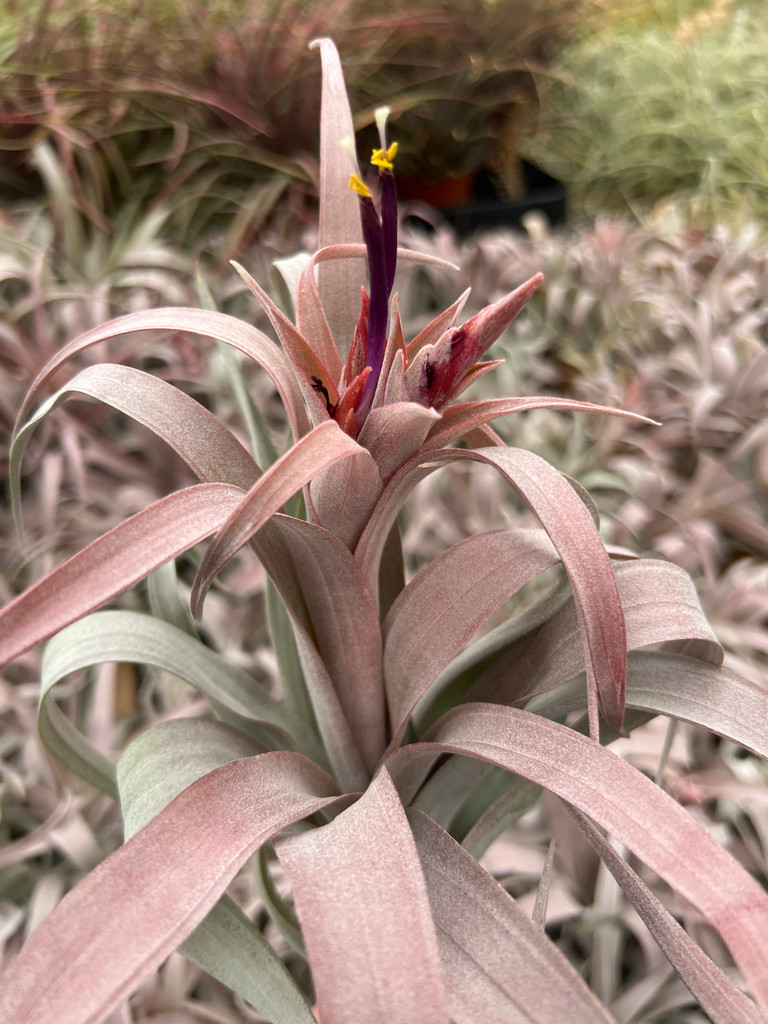 Tillandsia Pink Sorbet - (T. chiapensis x capitata 'Rubra') - Koide Hybrid
