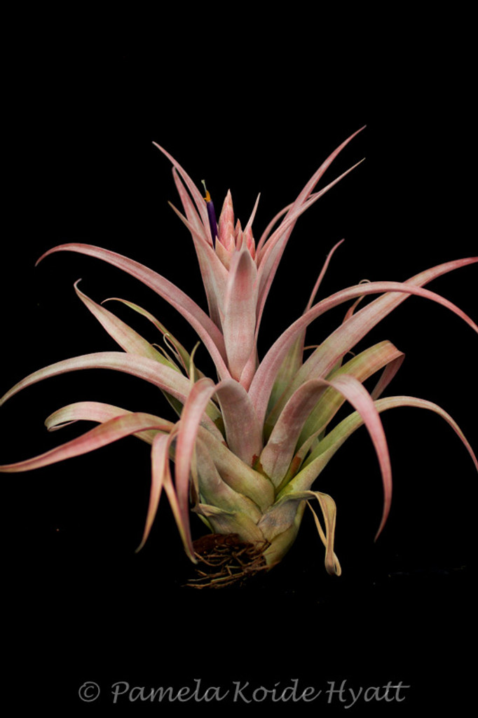 Tillandsia Pink Sorbet - (T. chiapensis x capitata 'Rubra') - Koide Hybrid