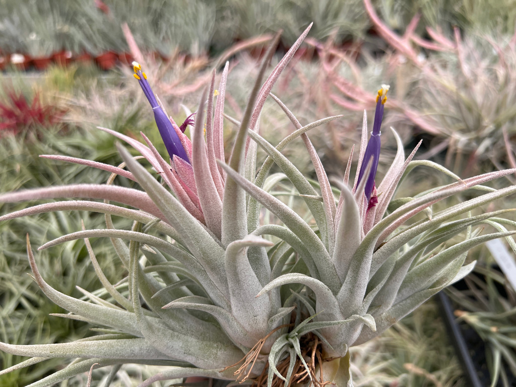 Tillandsia Silver Star - (T. chiapensis x ionantha v. vanhynigii)