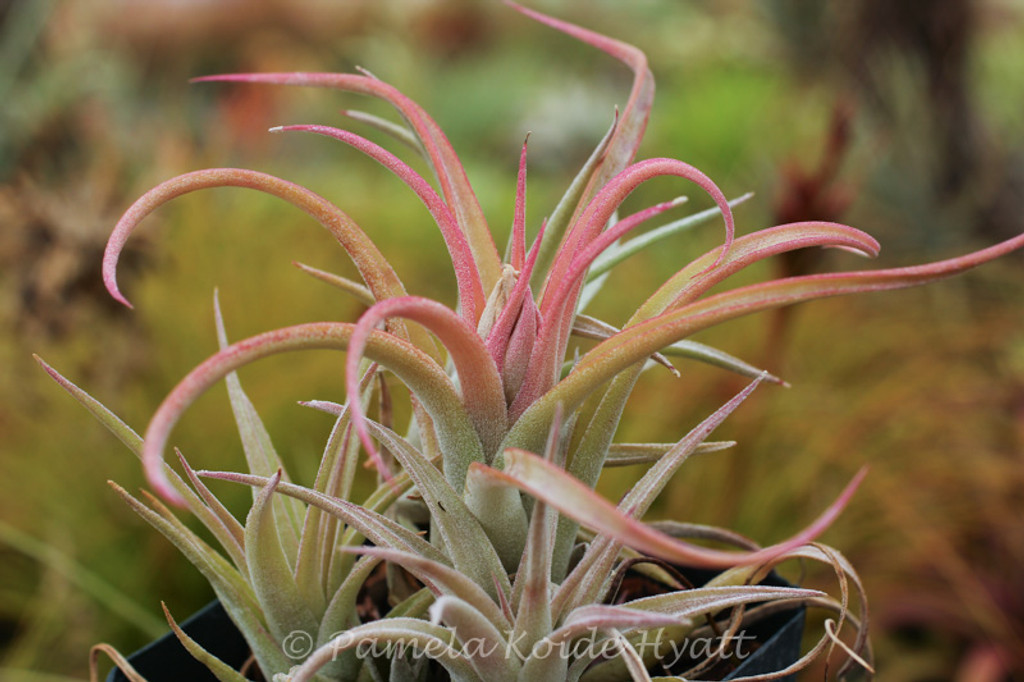 Tillandsia Silver Star - (T. chiapensis x ionantha v. vanhynigii)