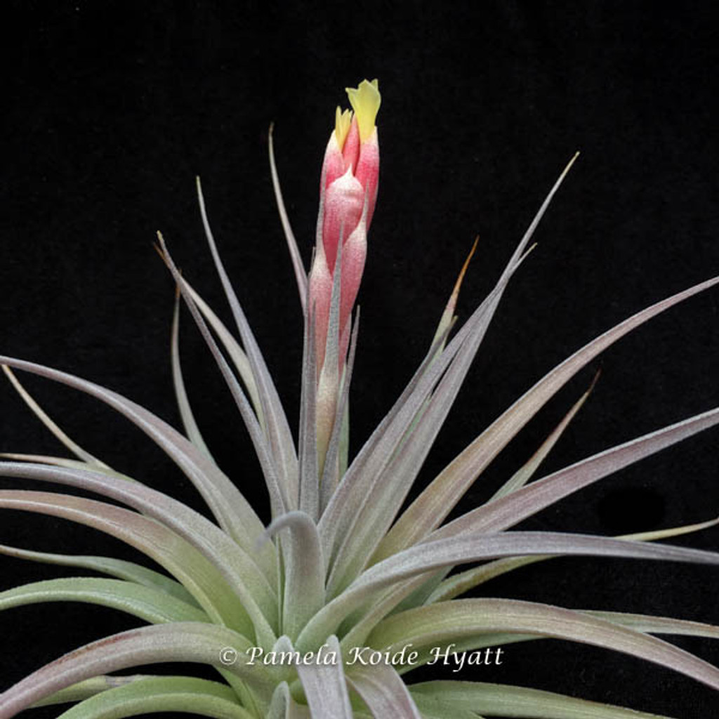 Tillandsia White Star - (T. ixioides x recurvifolia =(meridionalis))