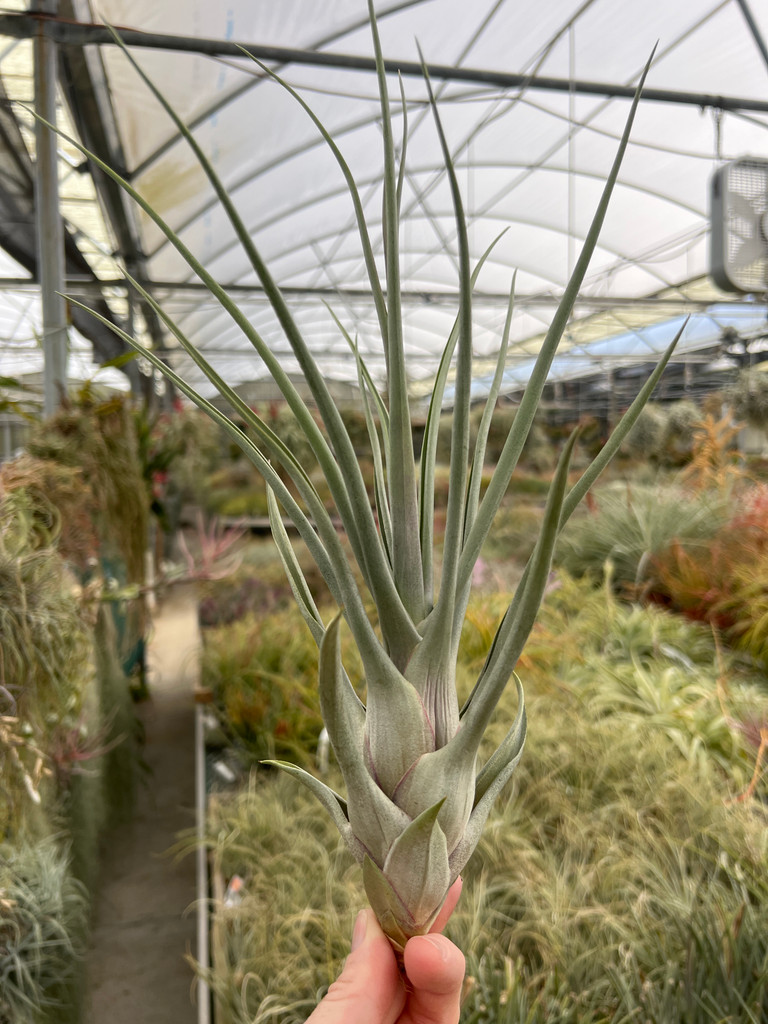 Tillandsia Amazing Grace - (T. roseoscapa x bulbosa)