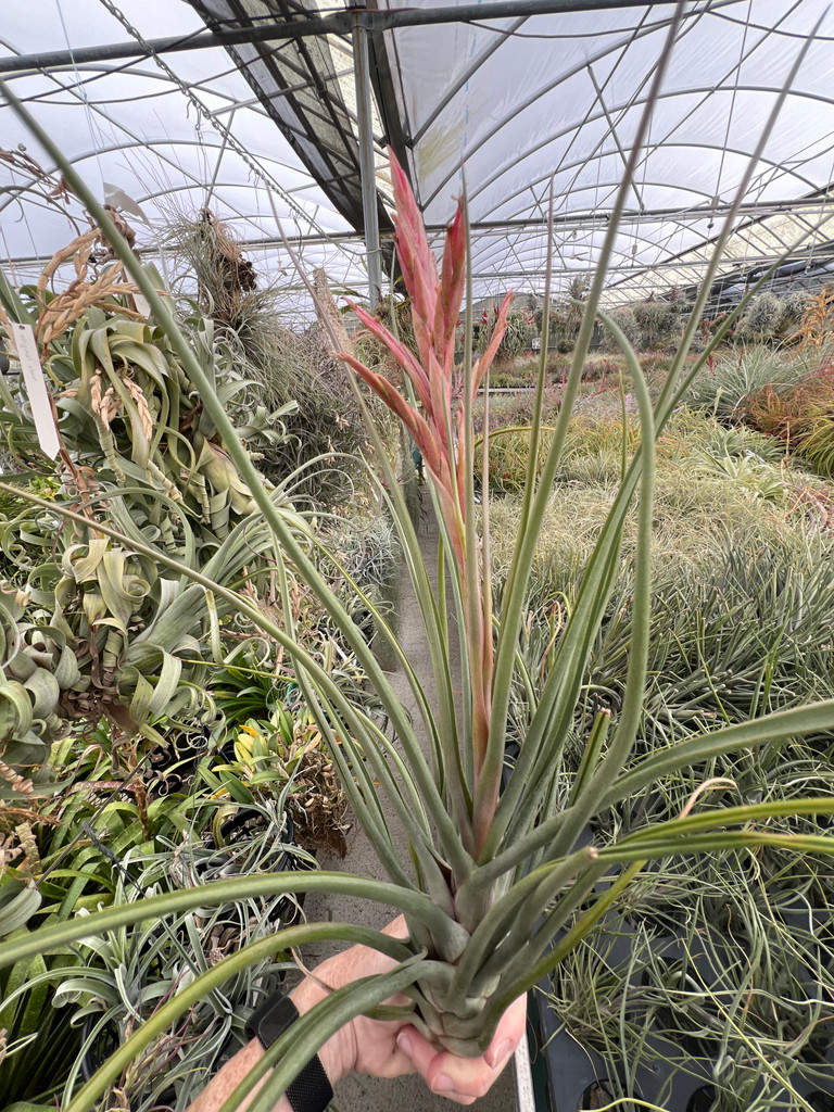 Tillandsia Amazing Grace - (T. roseoscapa x bulbosa)