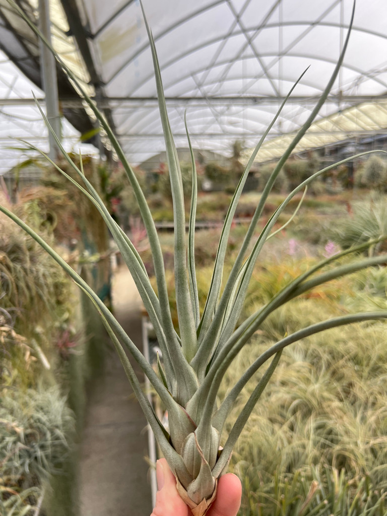 Tillandsia Amazing Grace - (T. roseoscapa x bulbosa)