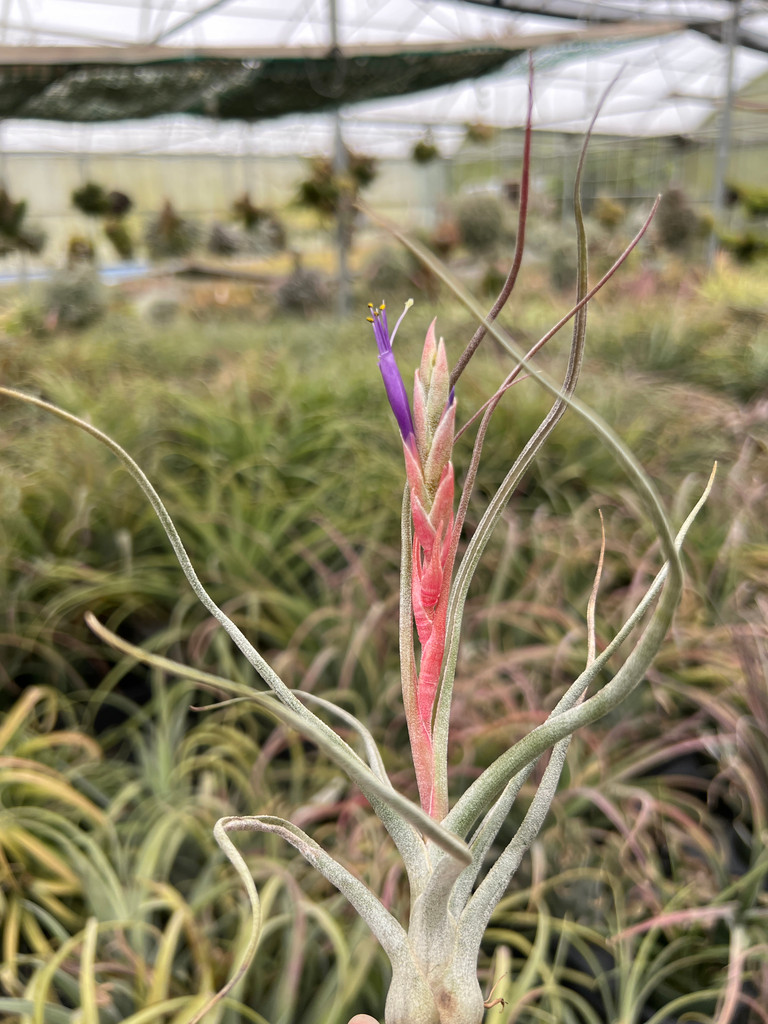 Tillandsia baileyi x paucifolia, Mexico