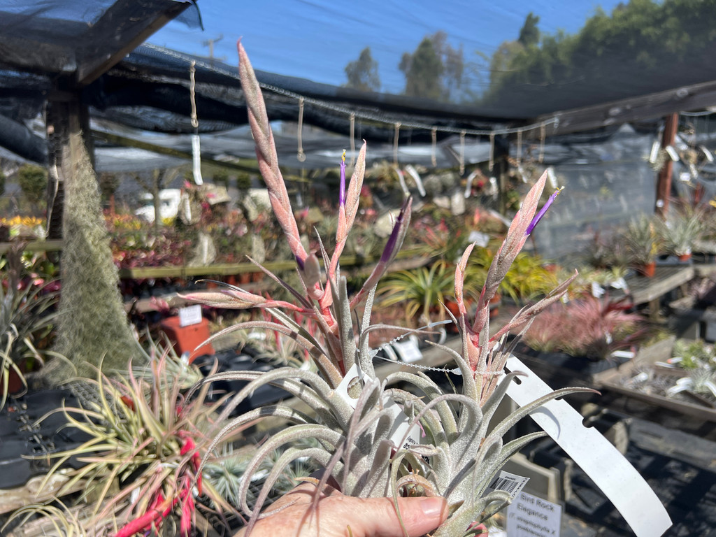 Tillandsia Bird Rock Elegance - (T. streptophylla x pueblensis)