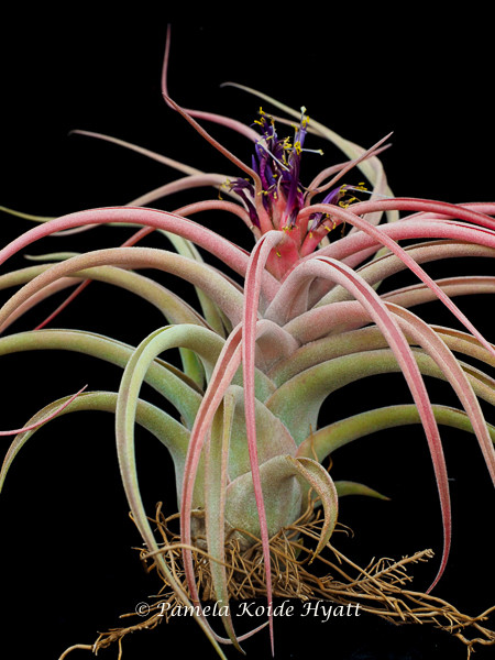 Tillandsia x Zacapa (T. brachycaulos x caput-medusae), Mexico
