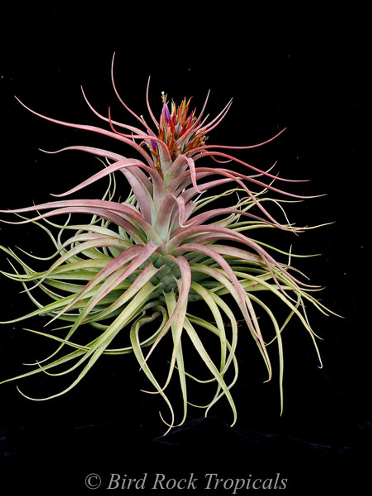 Tillandsia brachycaulos x concolor