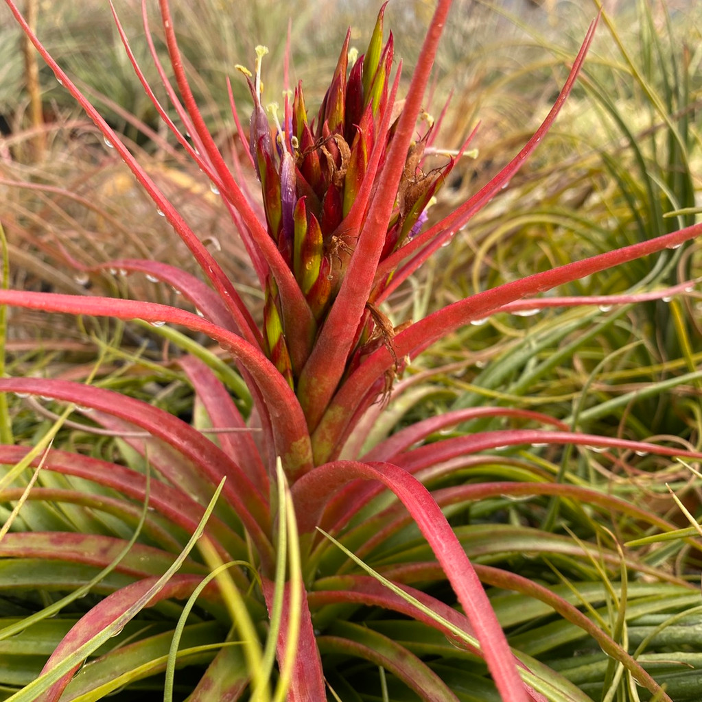 Tillandsia brachycaulos x concolor