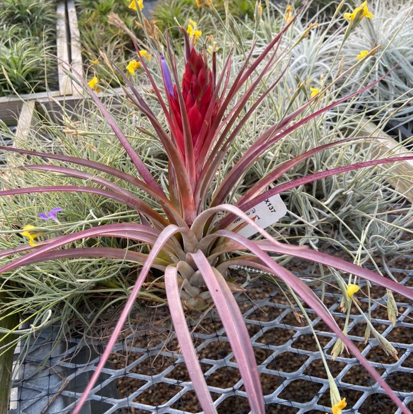 Tillandsia Coquette - (T. rotundata x capitata), Guatemala - Bird