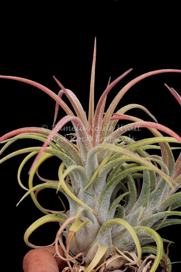 Tillandsia Cutie Pie - (T. ehlersiana x pueblensis), Koide Hybrid