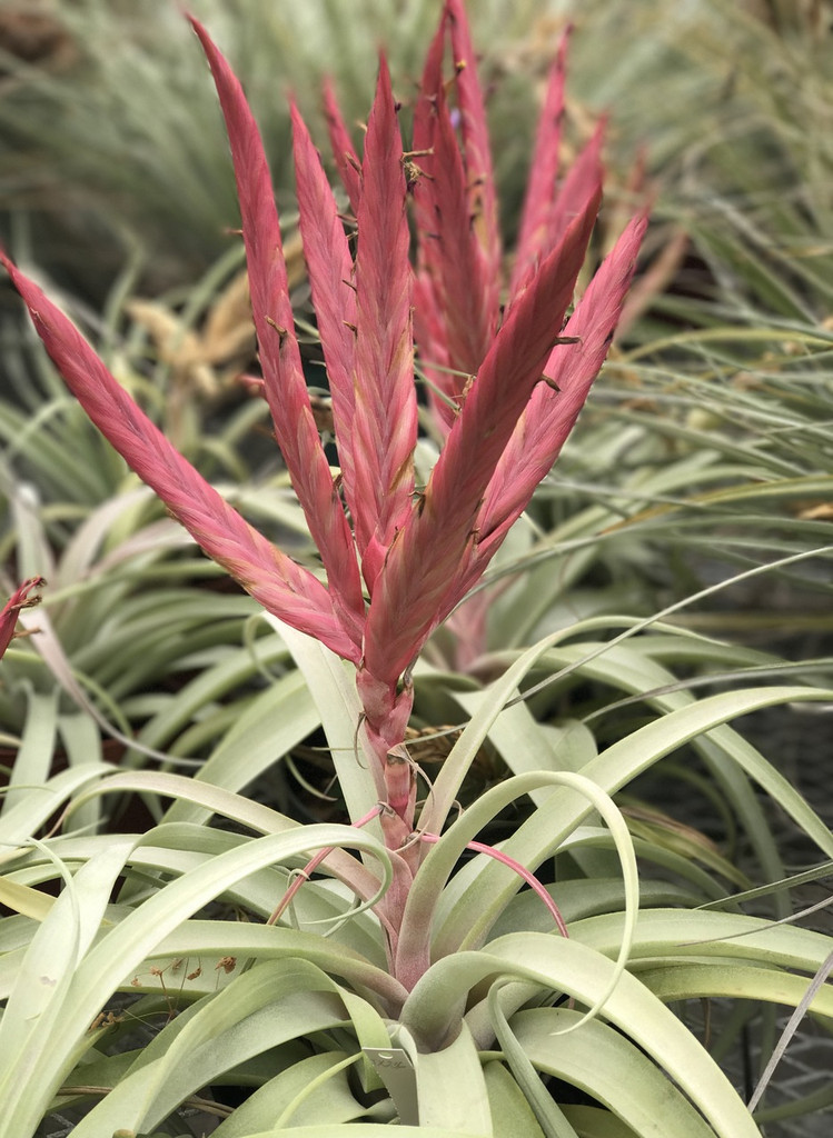 Tillandsia Dimmitt's Prodigy - (T. xerographica x roland gosselinii) x chiapensis Giant)