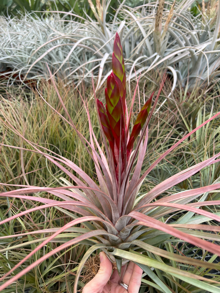 Tillandsia Dimmitt's Talent - (T. rothii x concolor)