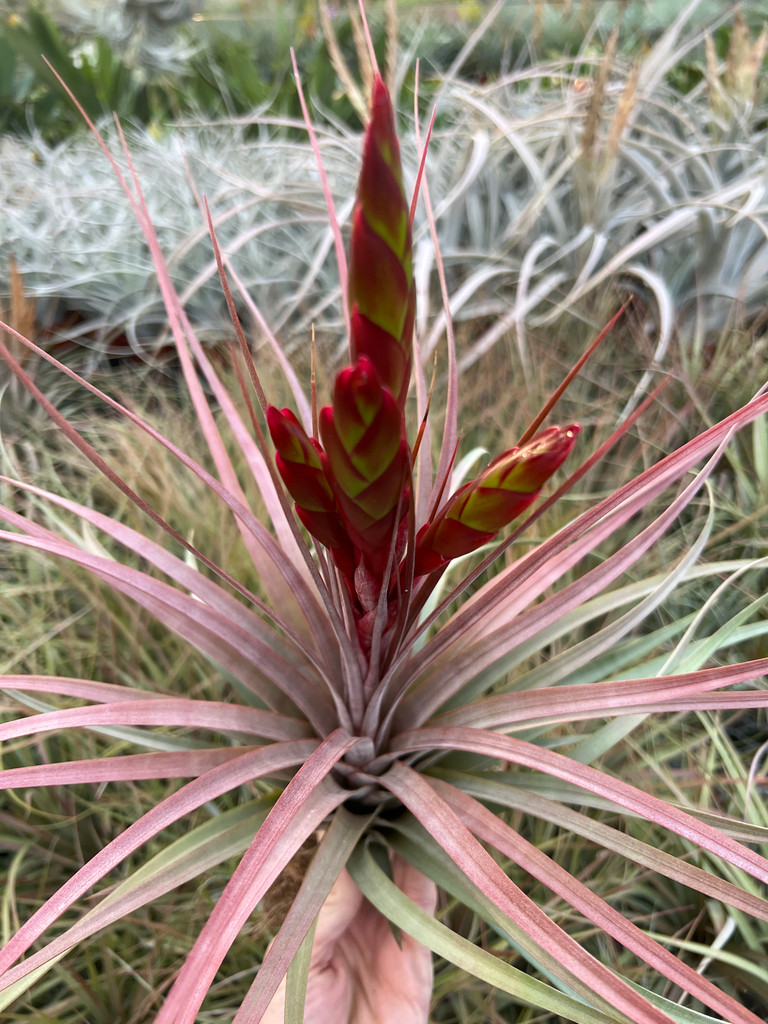 Tillandsia Dimmitt's Talent - (T. rothii x concolor)