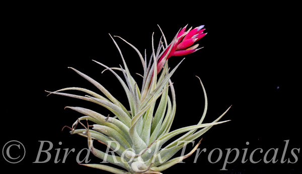 Tillandsia Ed Doherty - (T. aeranthos x leonamiana) - Bird Rock