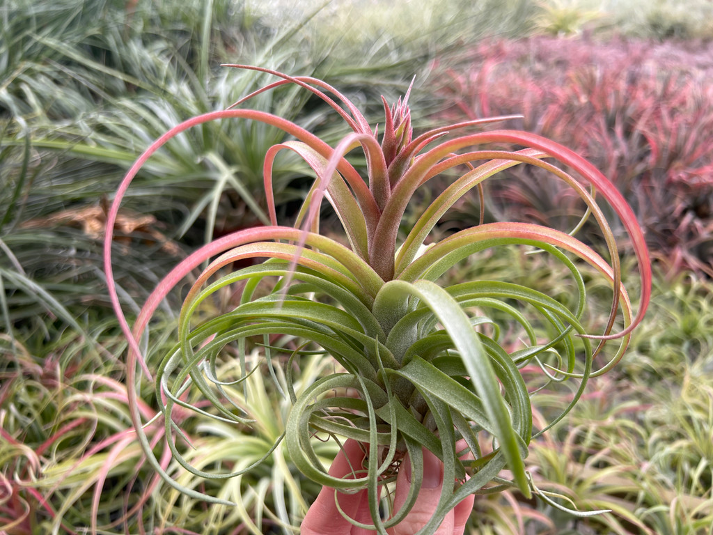 Tillandsia Eric Knobloch - (T. brachycaulos x streptophylla), Mexico