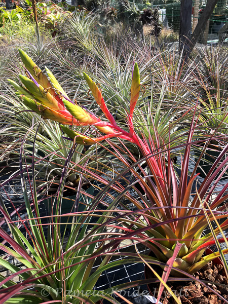 Tillandsia Ervin Wurthman - (T. fasciculata x tricolor) - Bird