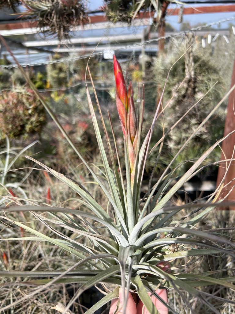 Tillandsia fasciculata x schiedeana - Bird Rock Tropicals