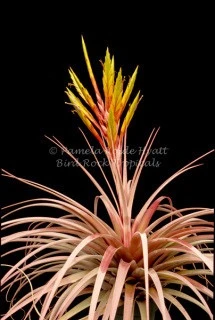 Tillandsia Fireworks - (T. xerographica x roland-gosselinii)