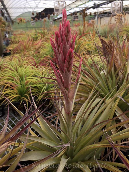 Tillandsia Jungle Gem - (T. geminiflora x latifolia) - Bird Rock