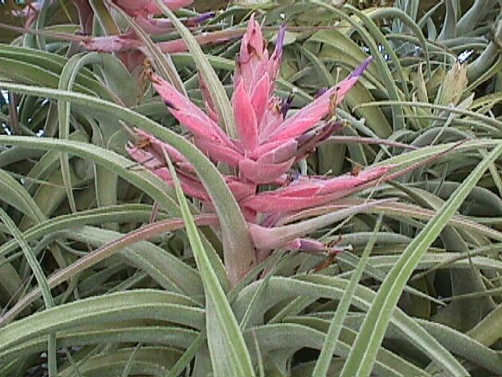 Tillandsia Lucille (T. ehlersiana x streptophylla), Mexico