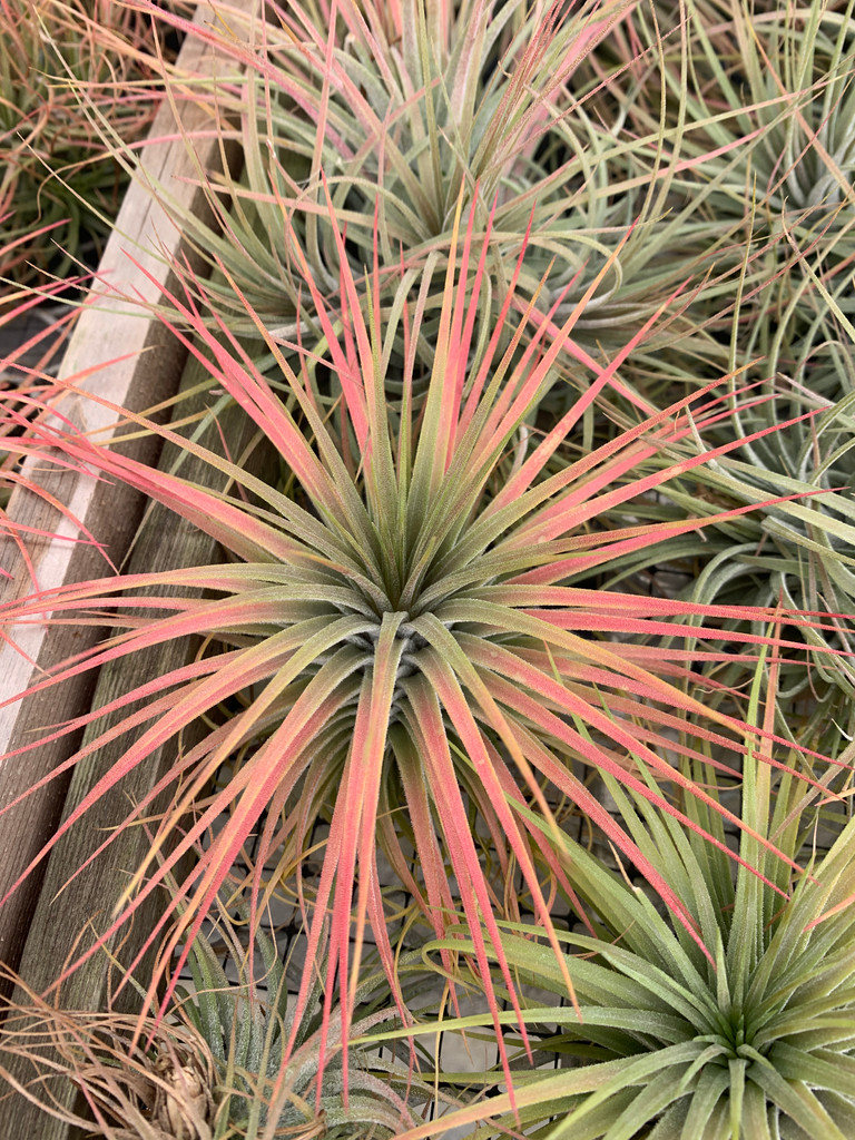 Tillandsia Magic Blush - (T. ionantha v. stricta x magnusiana)