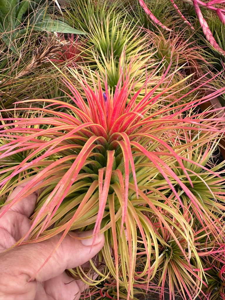 Tillandsia Magic Blush - (T. ionantha v. stricta x magnusiana)