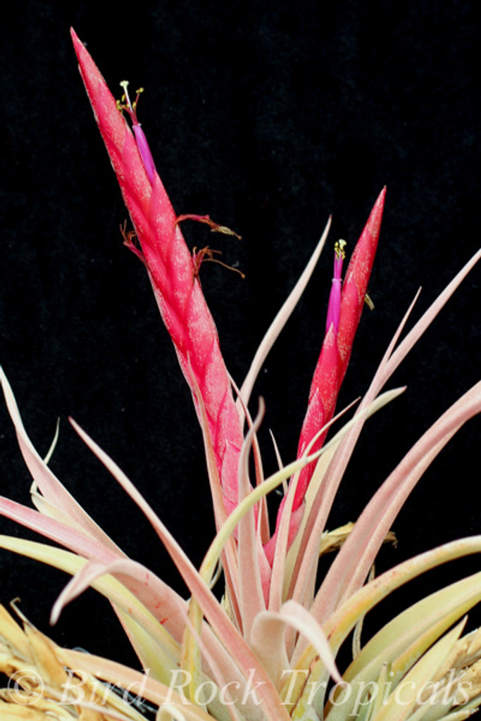 Tillandsia Majestic - (T. chiapensis (Giant) x concolor)