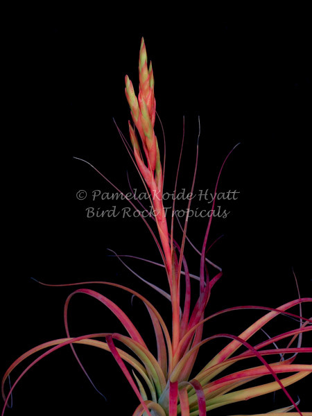 Tillandsia Orange Delight