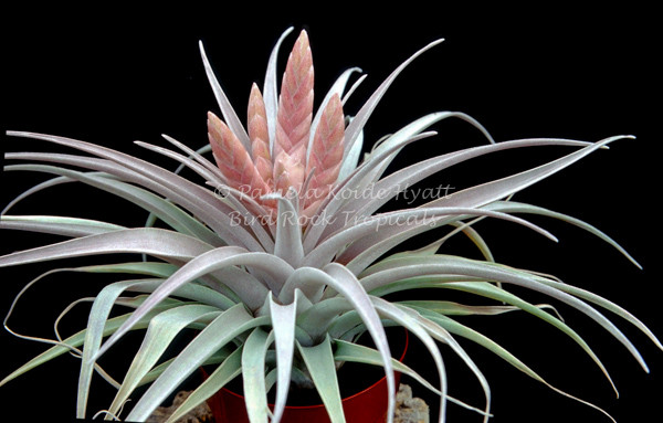 Tillandsia Queen's Delight - (T. carlsoniae x chiapensis) - Bird