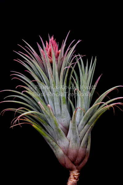 Tillandsia Queen's Pink Rose 速達発送 Tillandsia Queen's Pink Rose - (T. roseoscapa x ionantha) - Bird
