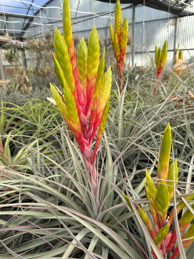 Tillandsia Silver Queen - (T. jalisco-monticola x xerographica)