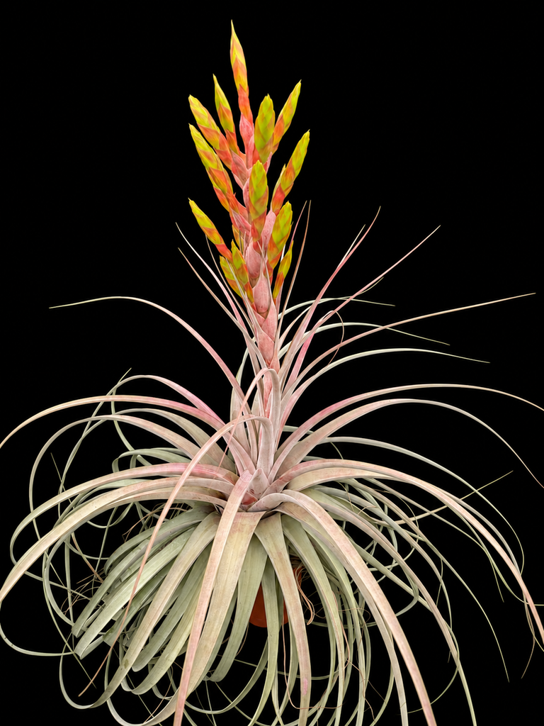 Tillandsia Silver Queen - (T. jalisco-monticola x xerographica)