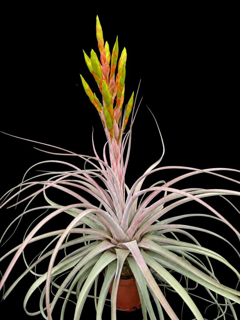 Tillandsia Silver Queen - (T. jalisco-monticola x xerographica)